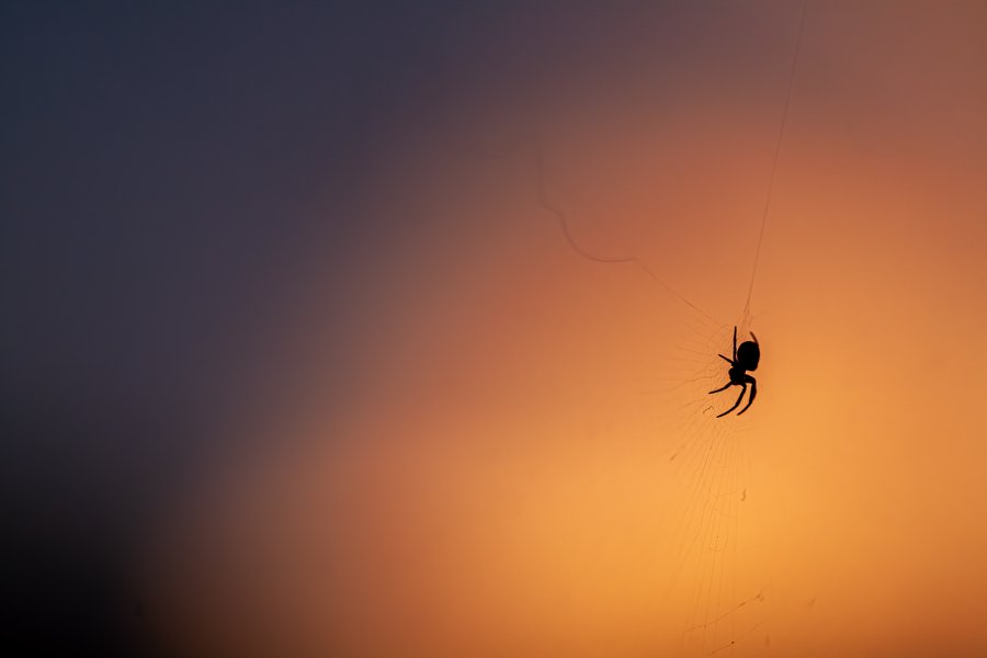 Sunset's Spider
