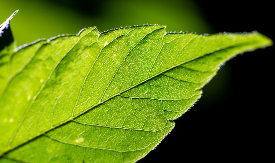 Chlorophylle