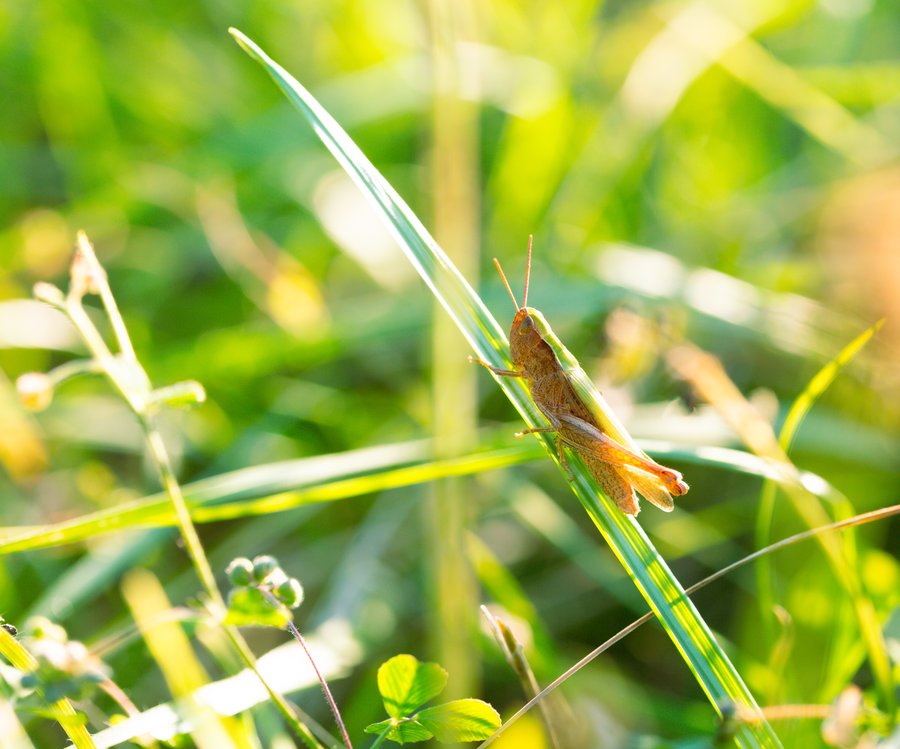 Chorthippus dorsatus