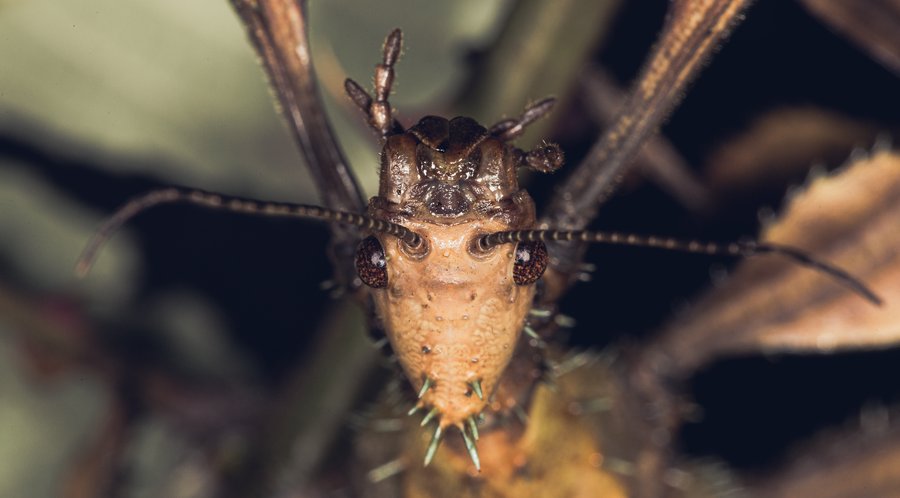 Extatosoma tiaratum