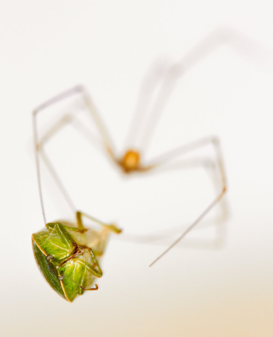 Palomena prasina + Holocnemus pluchei